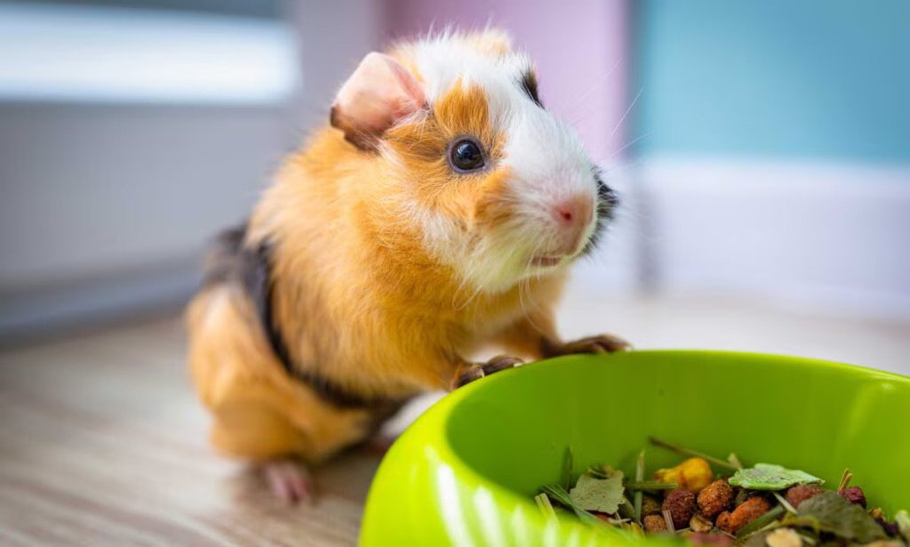 Food & Treats